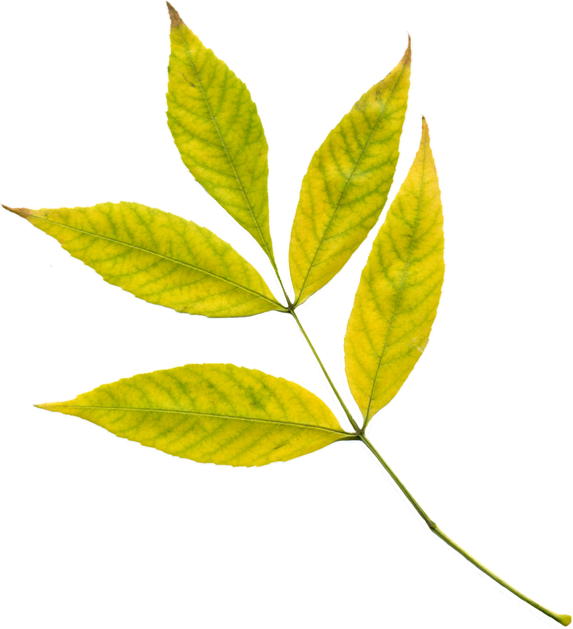 decoLeaf